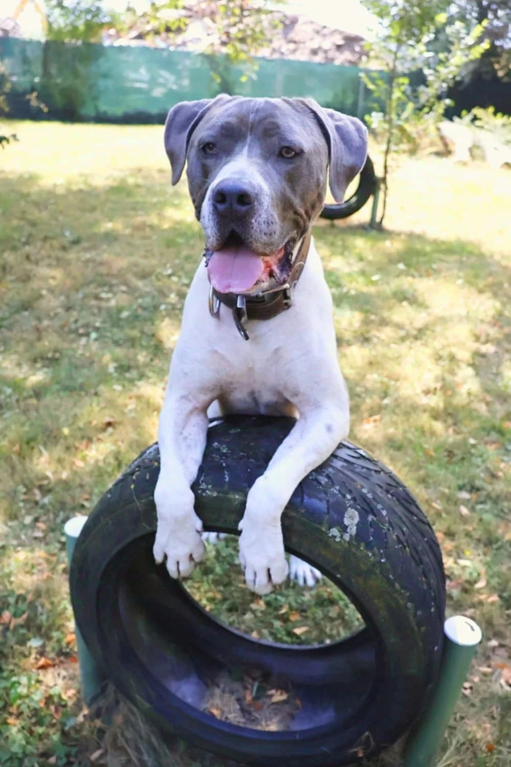 Levis, weiß-blau male Cane Corso for adoption at Tierheim Wels, Wels