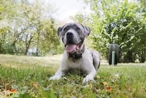 Levis, weiß-blau male Cane Corso for adoption at Tierheim Wels, Wels — photo 3 of 7