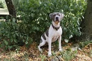 Levis, weiß-blau male Cane Corso for adoption at Tierheim Wels, Wels — photo 4 of 7