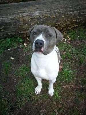 Levis, weiß-blau male Cane Corso for adoption at Tierheim Wels, Wels — photo 5 of 7