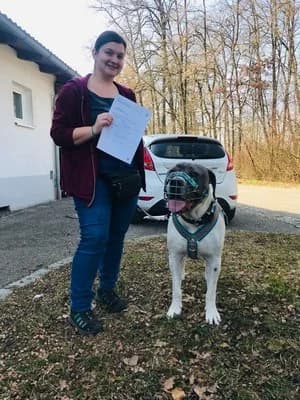 Levis, weiß-blau male Cane Corso for adoption at Tierheim Wels, Wels — photo 6 of 7
