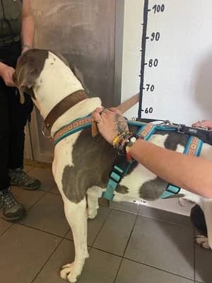 Levis, weiß-blau male Cane Corso for adoption at Tierheim Wels, Wels — photo 7 of 7