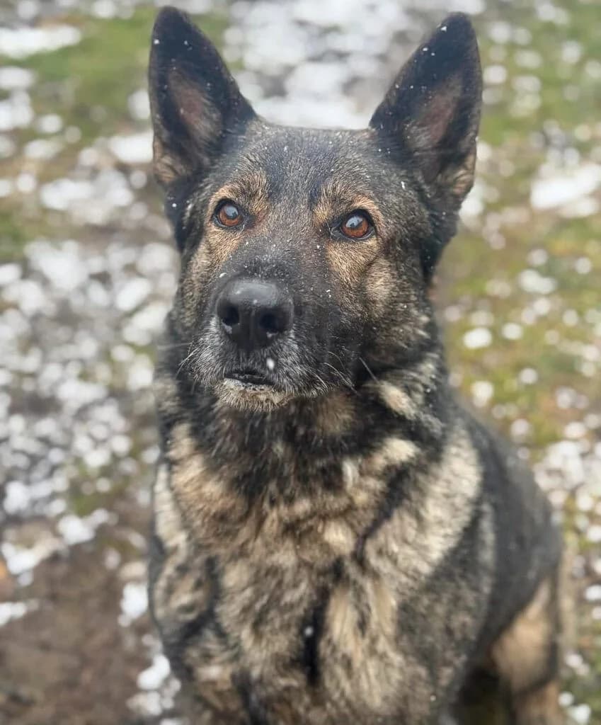 Kosmo, German Shepherd (TierQuarTier Wien)