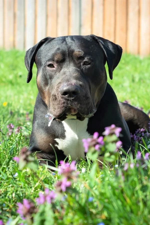 Samy, schwarz-braun male 7yo mixed breed for adoption at Tierheim Wels, Wels