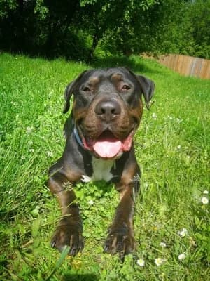 Samy, schwarz-braun male mixed breed for adoption at Tierheim Wels, Wels — photo 3 of 8