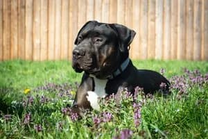 Samy, schwarz-braun male mixed breed for adoption at Tierheim Wels, Wels — photo 4 of 8