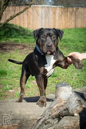 Samy, schwarz-braun male mixed breed for adoption at Tierheim Wels, Wels — photo 5 of 8