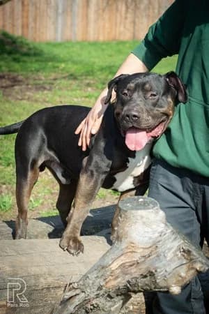 Samy, schwarz-braun male mixed breed for adoption at Tierheim Wels, Wels — photo 6 of 8