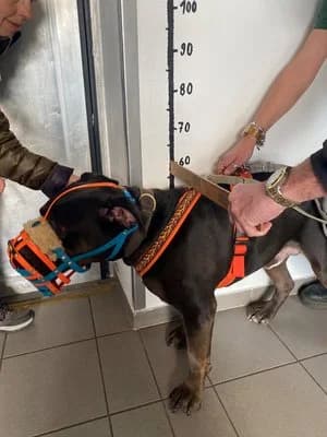 Samy, schwarz-braun male mixed breed for adoption at Tierheim Wels, Wels — photo 8 of 8