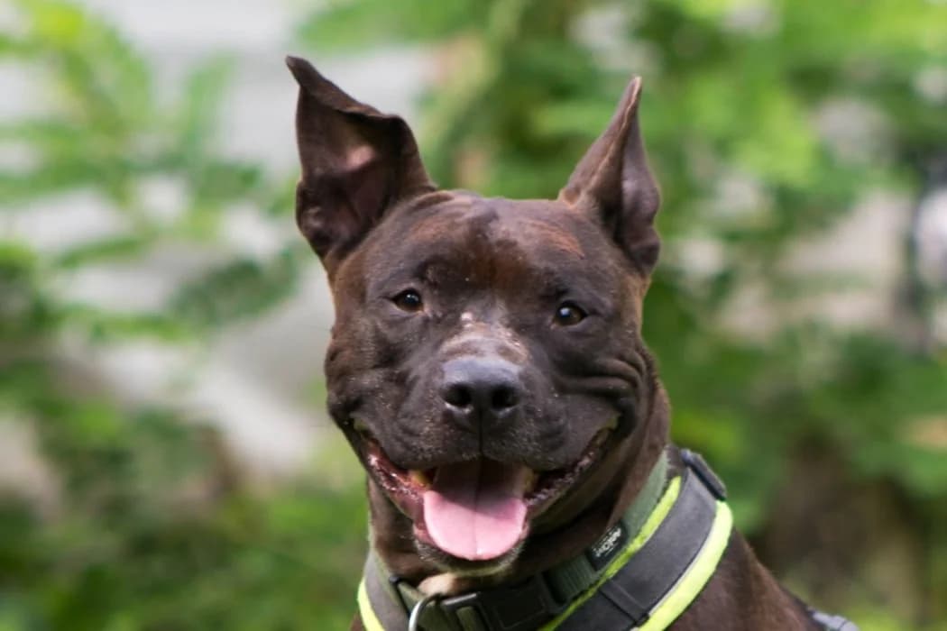 Coco, male Staffordshire Bull Terrier for adoption at Tierschutz Austria, Vienna