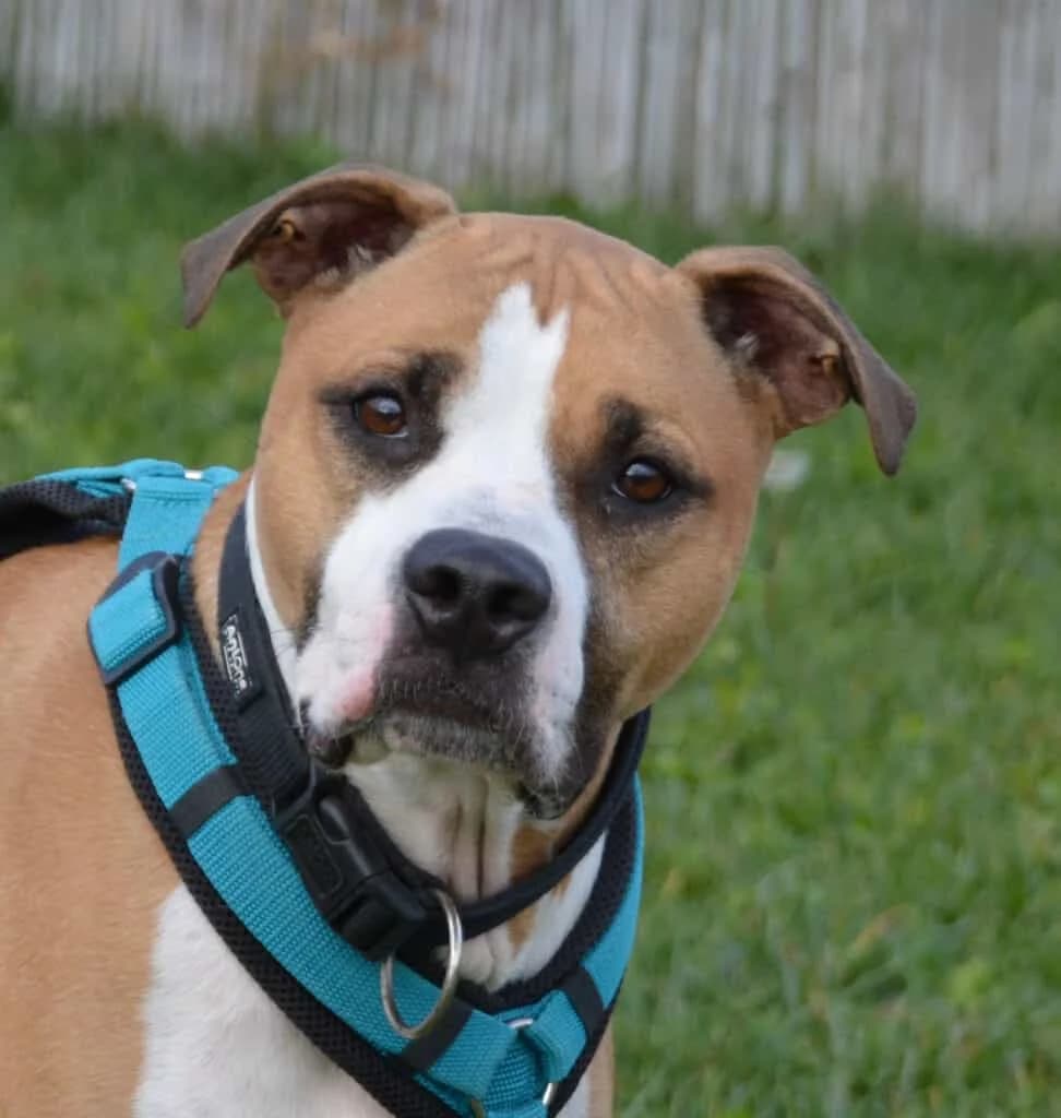 Pippin, American Staffordshire Terrier (TierQuarTier Wien)