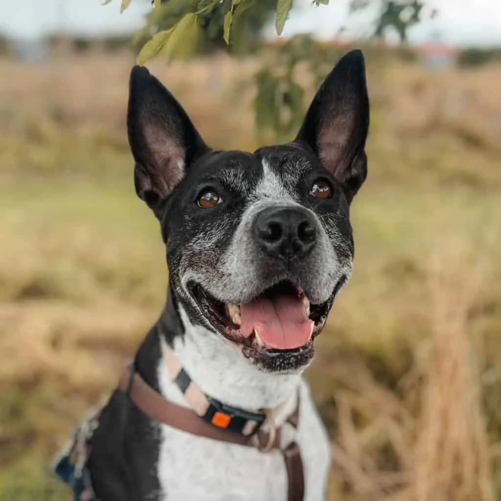 Afrika, male Pit Bull Terrier for adoption at TierQuarTier Wien, Vienna