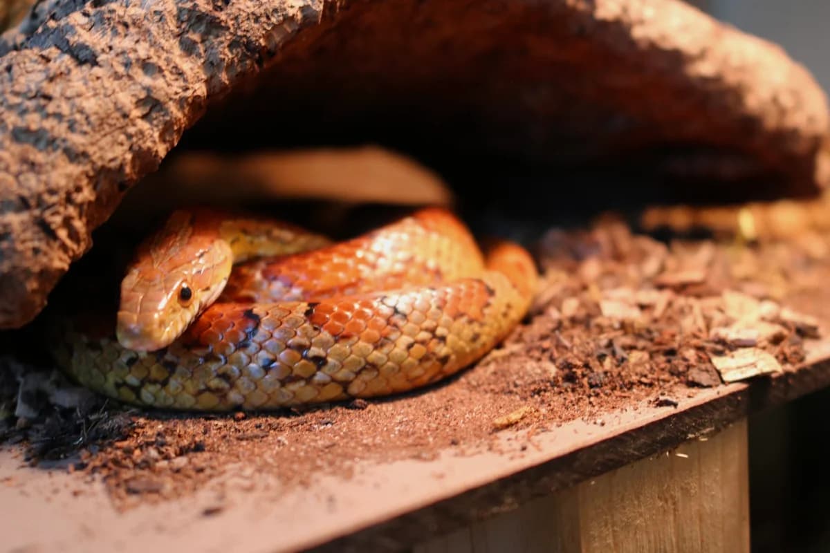 Simba, Appa & Helene,  Corn Snake for adoption at Tierschutzverein für Tirol, Innsbruck