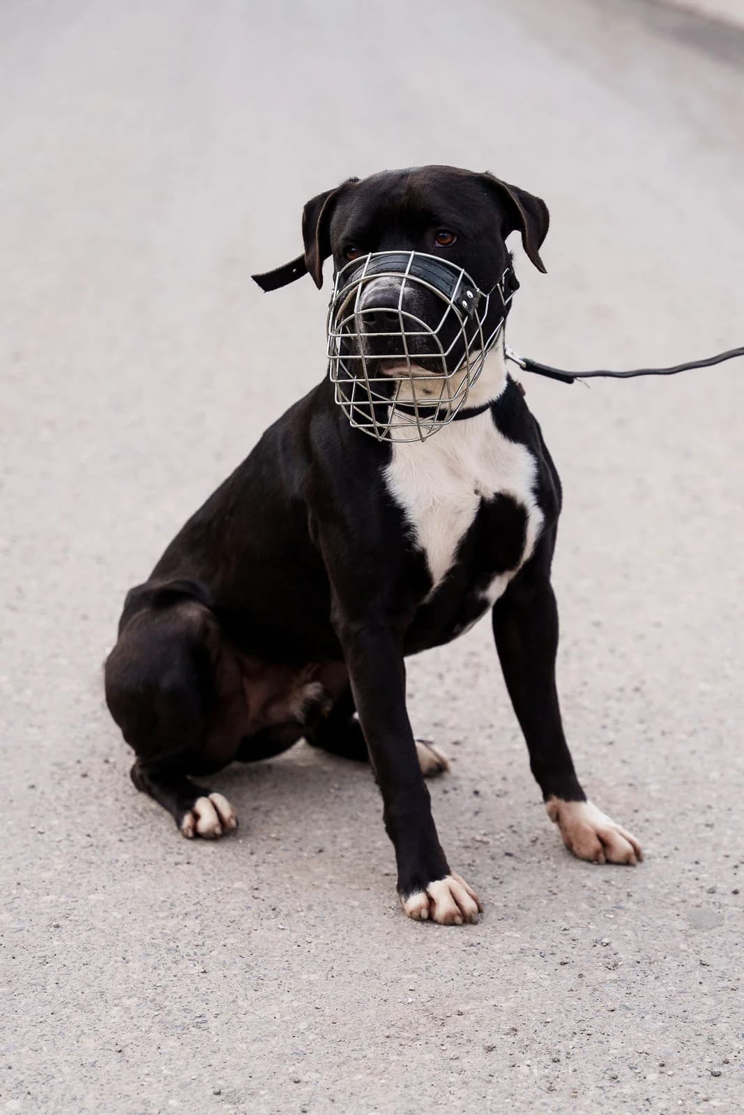 Jay, unknown male Mixed Breed for adoption at Tierschutzverein für Tirol, Innsbruck