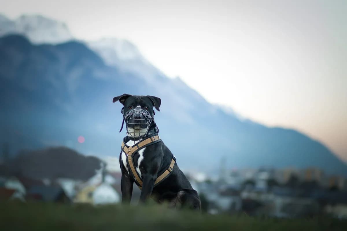 Jay, male 7yo Mixed Breed for adoption at Tierschutzverein für Tirol, Innsbruck