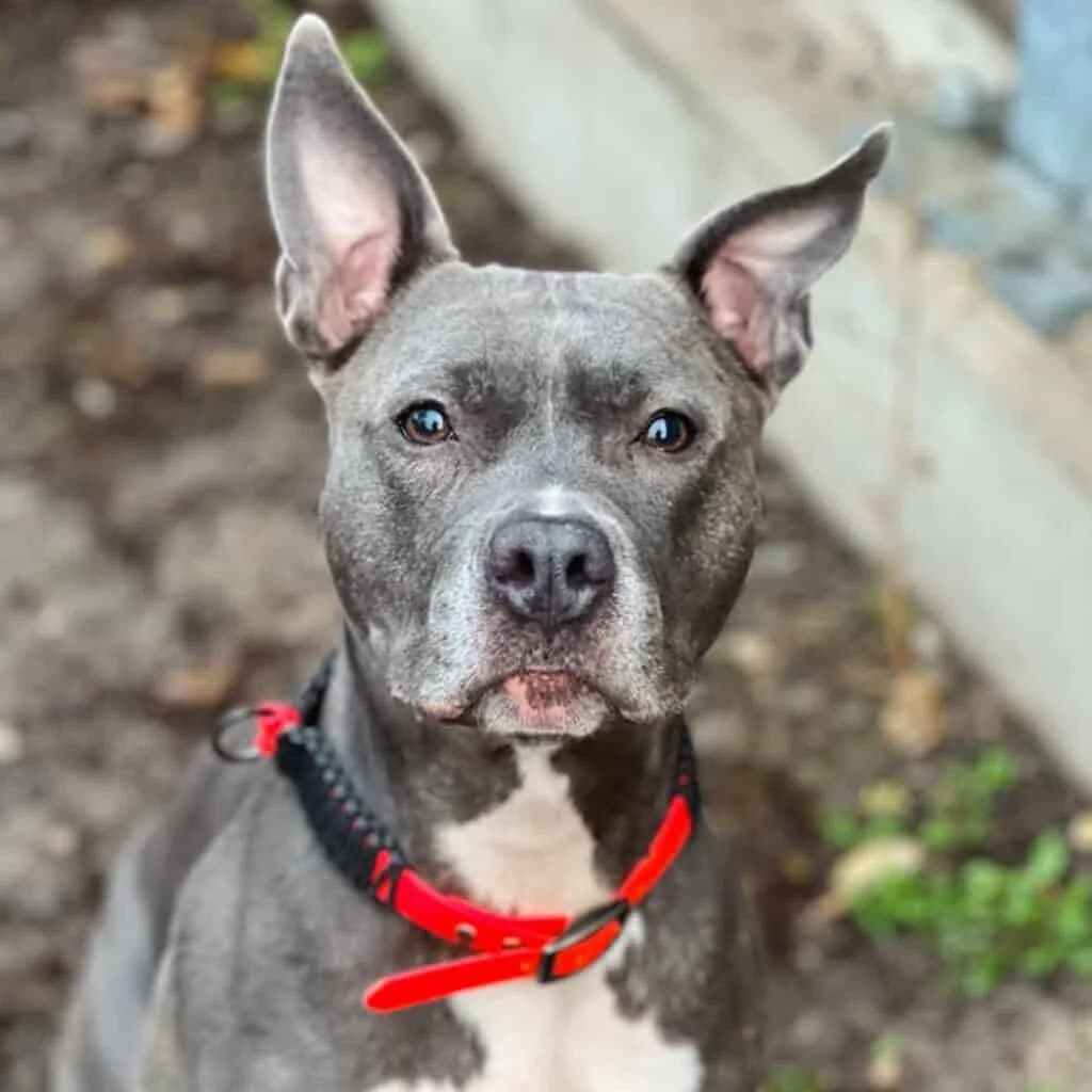 Xena, American Staffordshire Terrier (TierQuarTier Wien)