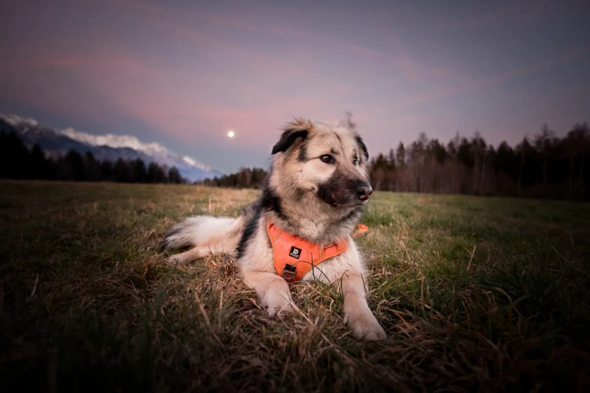 Elli, female 7yo Mixed Breed for adoption at Tierschutzverein für Tirol, Innsbruck