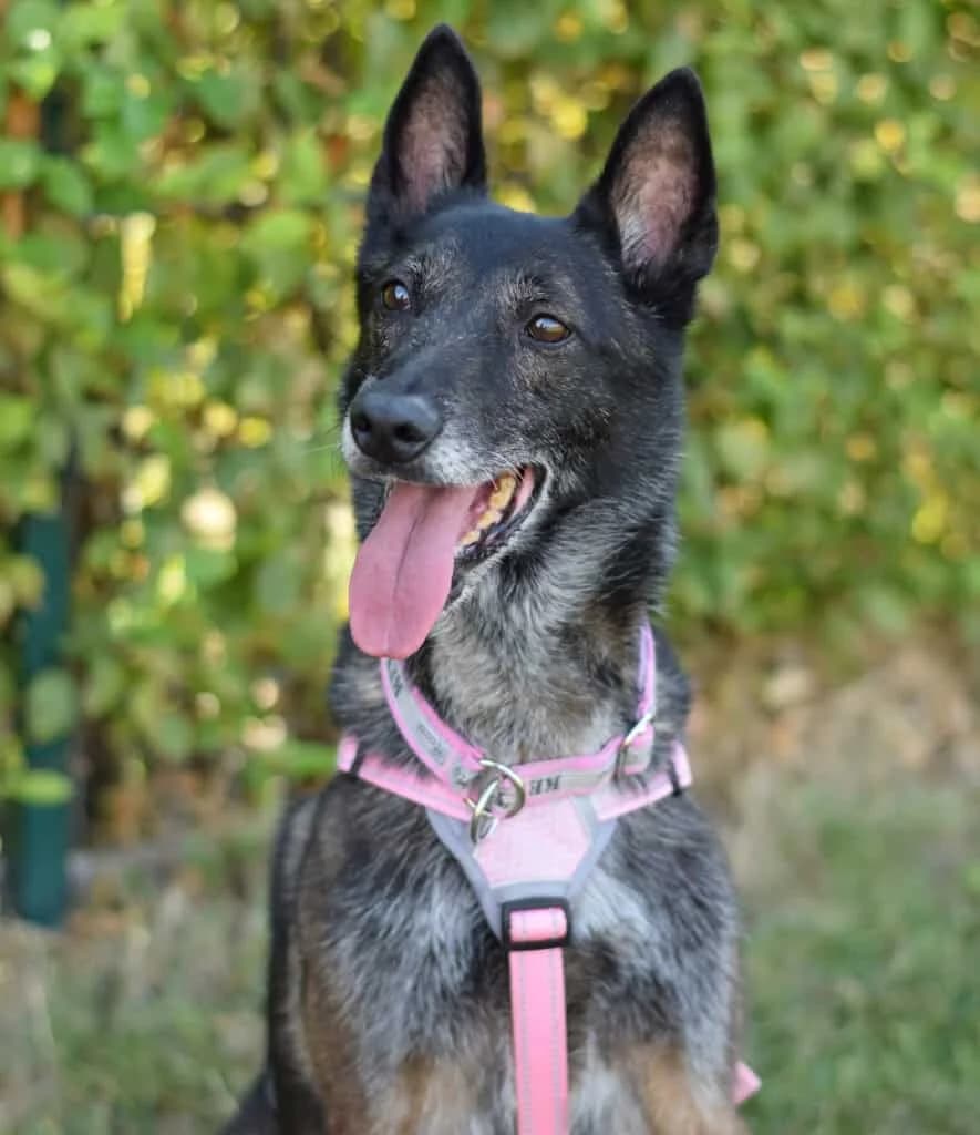 Fourmi, female Belgian Malinois for adoption at TierQuarTier Wien, Vienna