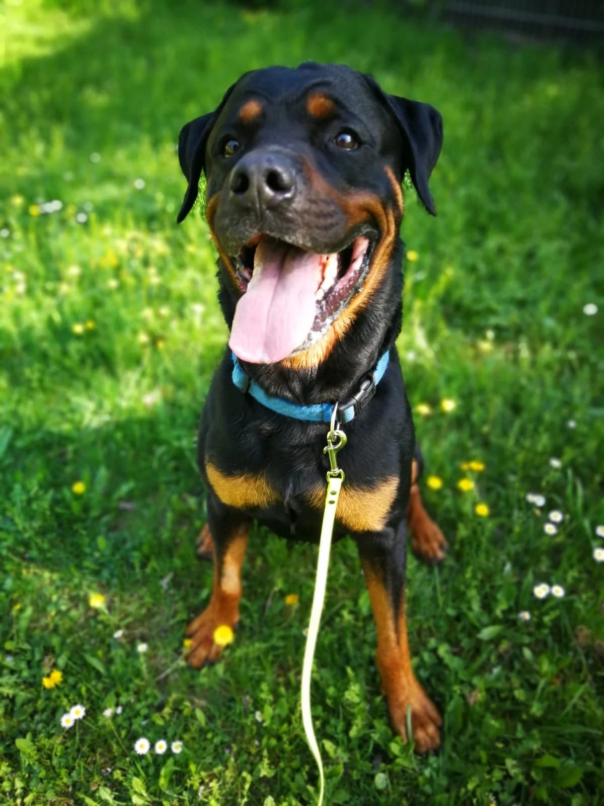 Ace, schwarz mit braun male senior Rottweiler for adoption at Tierheim Wels, Wels