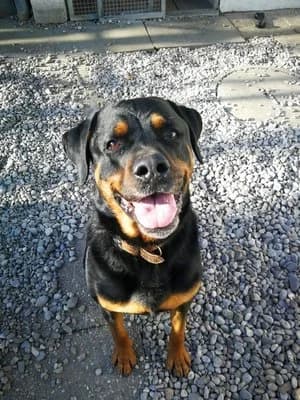 Ace, schwarz mit braun male Rottweiler for adoption at Tierheim Wels, Wels — photo 3 of 7