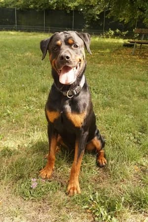 Ace, schwarz mit braun male Rottweiler for adoption at Tierheim Wels, Wels — photo 4 of 7