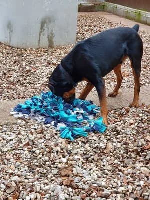 Ace, schwarz mit braun male Rottweiler for adoption at Tierheim Wels, Wels — photo 5 of 7