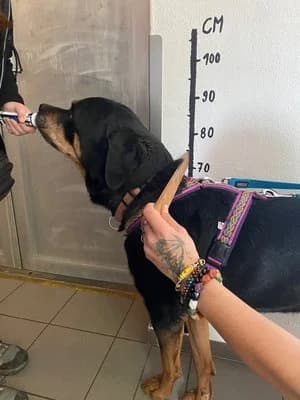 Ace, schwarz mit braun male Rottweiler for adoption at Tierheim Wels, Wels — photo 7 of 7