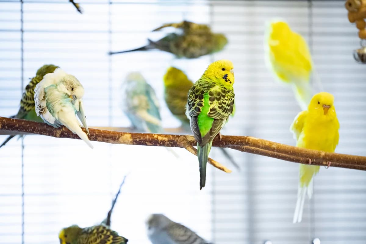 Wellensittiche,  Budgerigar for adoption at Tierschutzverein für Tirol, Innsbruck