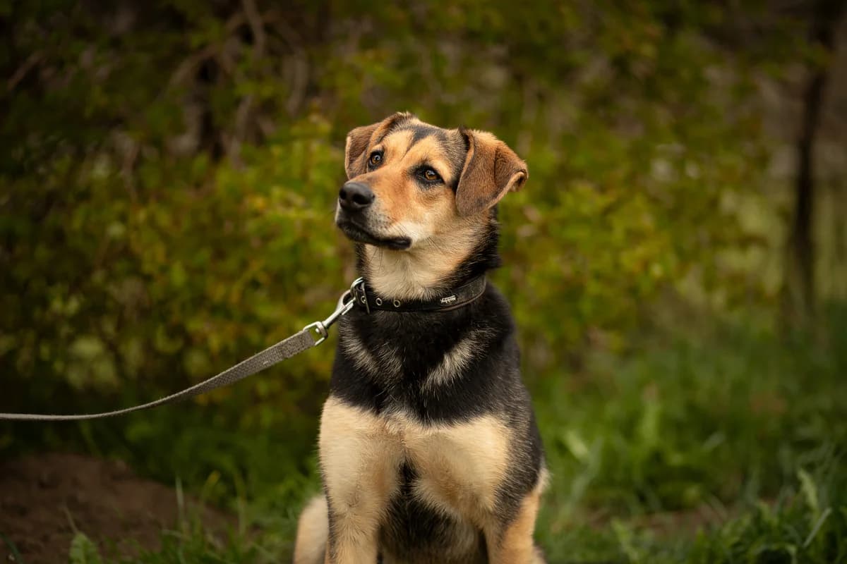 Bailey, female 3yo Romanian Street Dog for adoption at Tierschutzverein für Tirol, Innsbruck