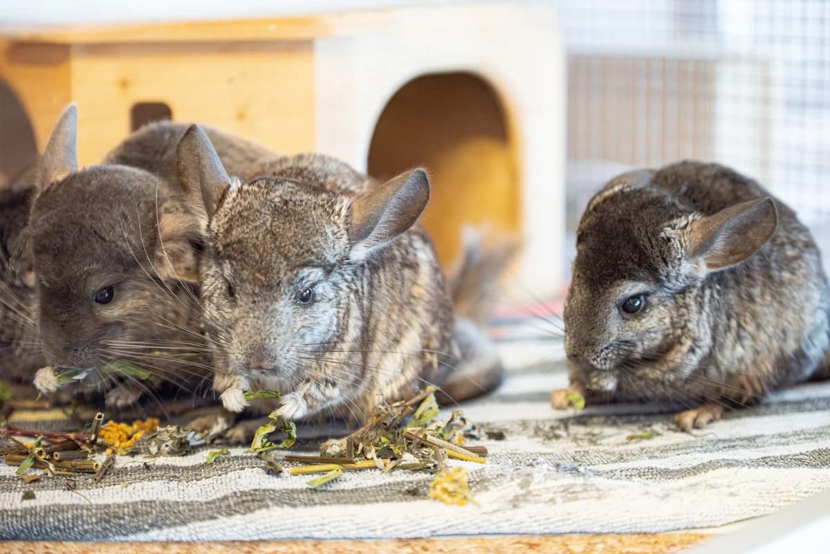 Chinchillas,  senior Chinchilla for adoption at Tierschutzverein für Tirol, Innsbruck