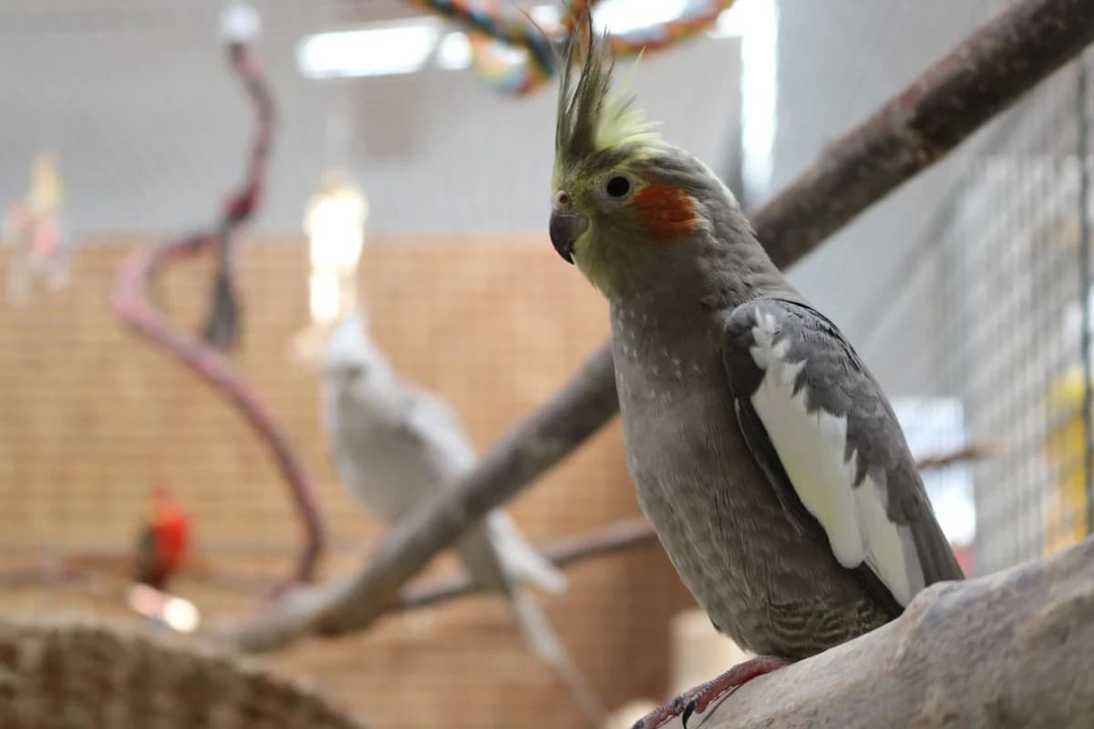Nymphensittiche,  Cockatiel for adoption at Tierschutzverein für Tirol, Innsbruck