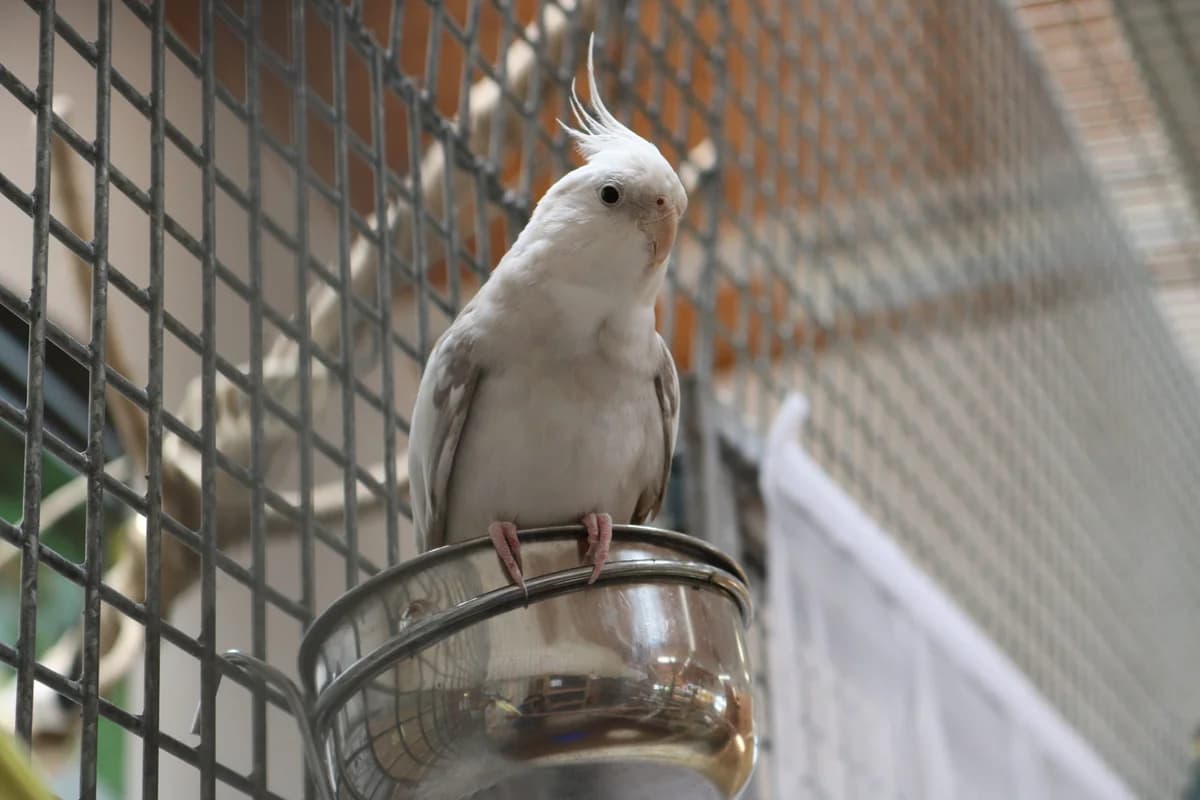 Nymphensittiche photo 2