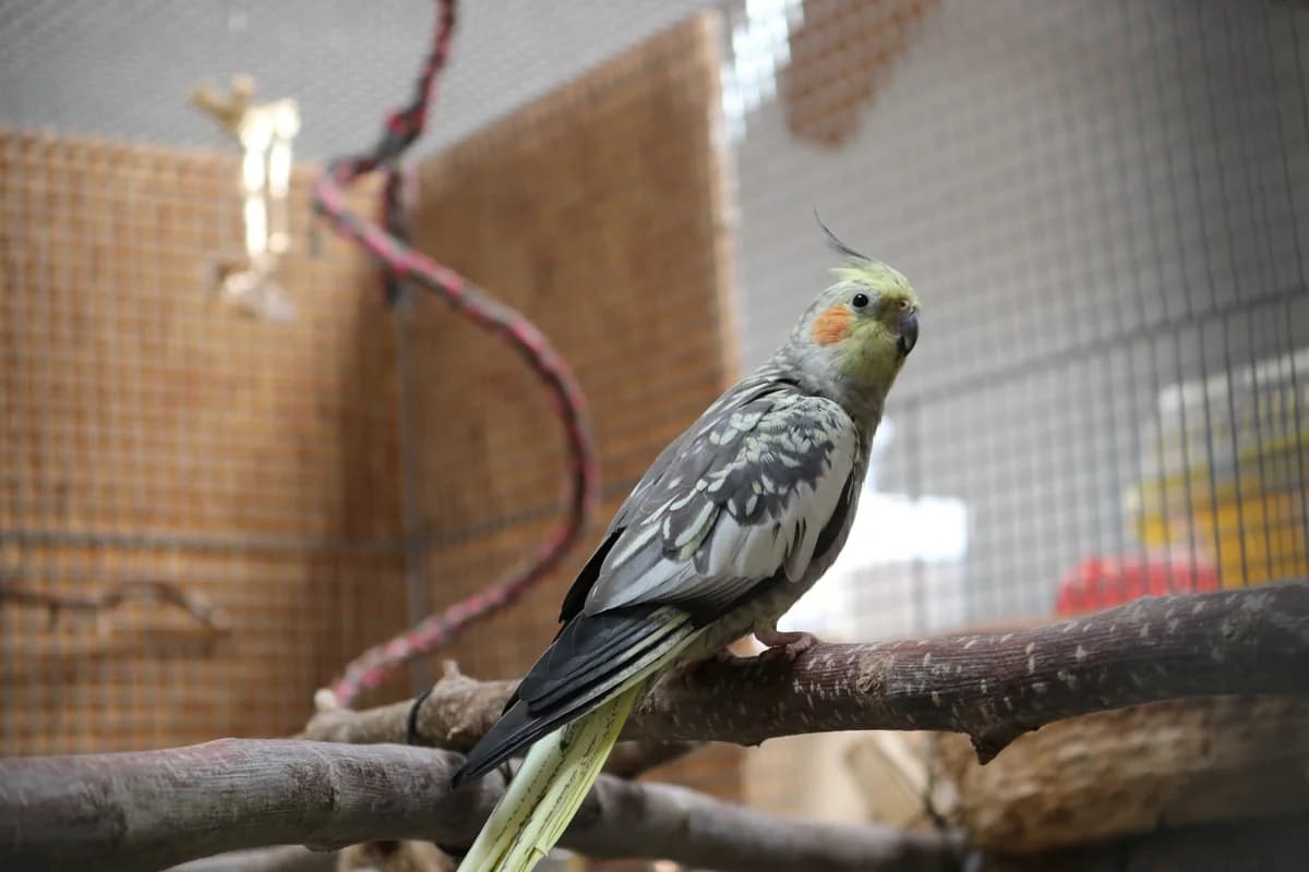 Nymphensittiche photo 3