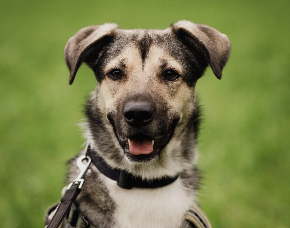 Koby, male 4yo Mixed Breed for adoption at Tierschutzverein für Tirol, Innsbruck