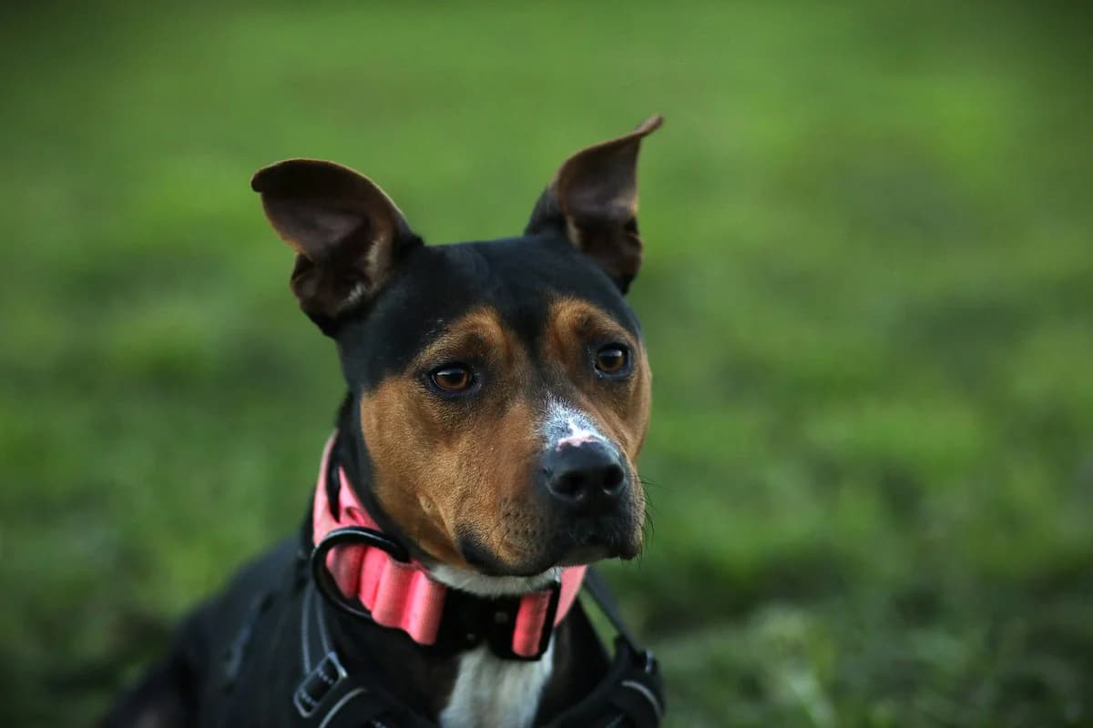 Erbse, female 6yo American Pit Bull Terrier for adoption at Tierschutzverein für Tirol, Innsbruck