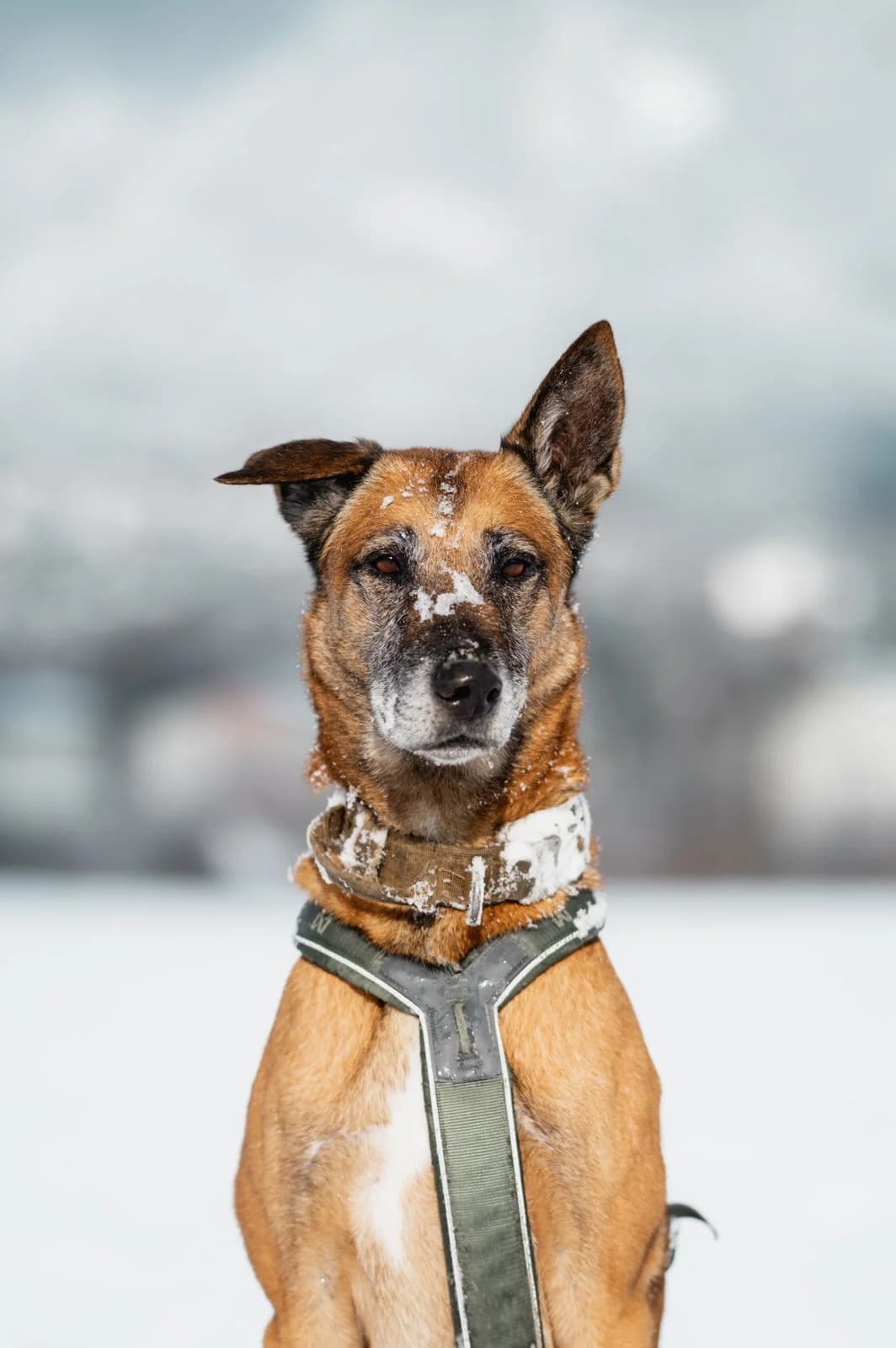 Juka, female senior Belgian Malinois for adoption at Tierschutzverein für Tirol, Innsbruck