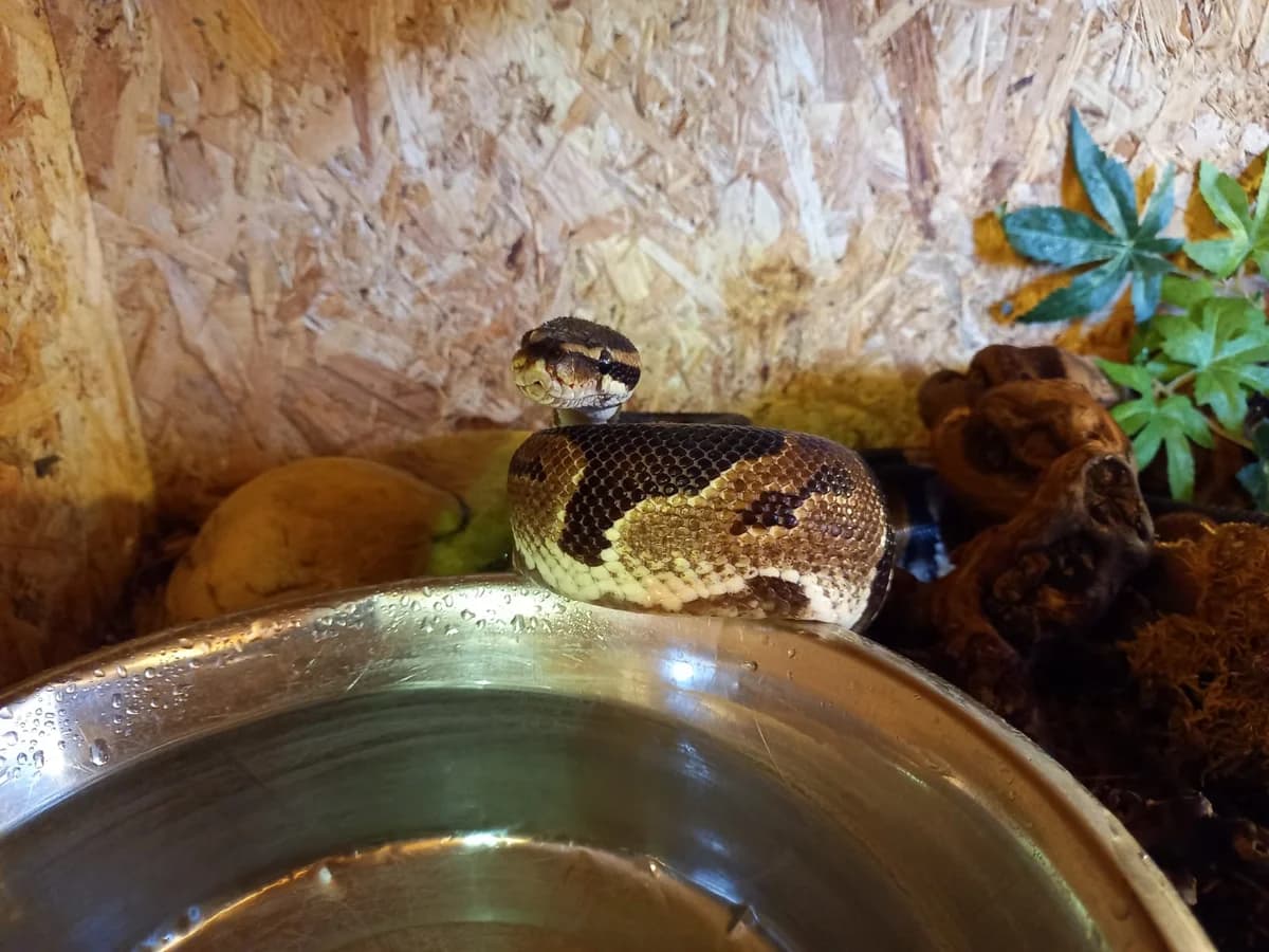 Oskar,  Ball Python for adoption at Tierschutzverein für Tirol, Innsbruck