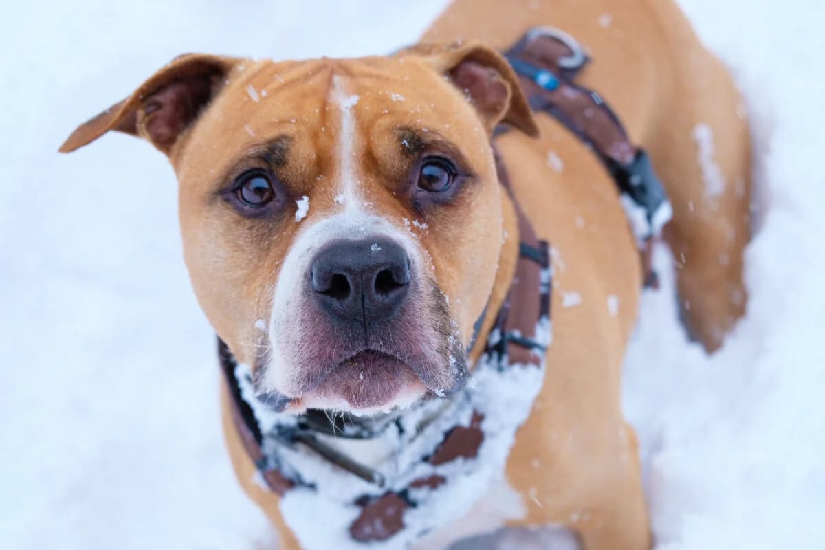 Boris,  Mixed Breed for adoption at Tierschutzverein für Tirol, Innsbruck