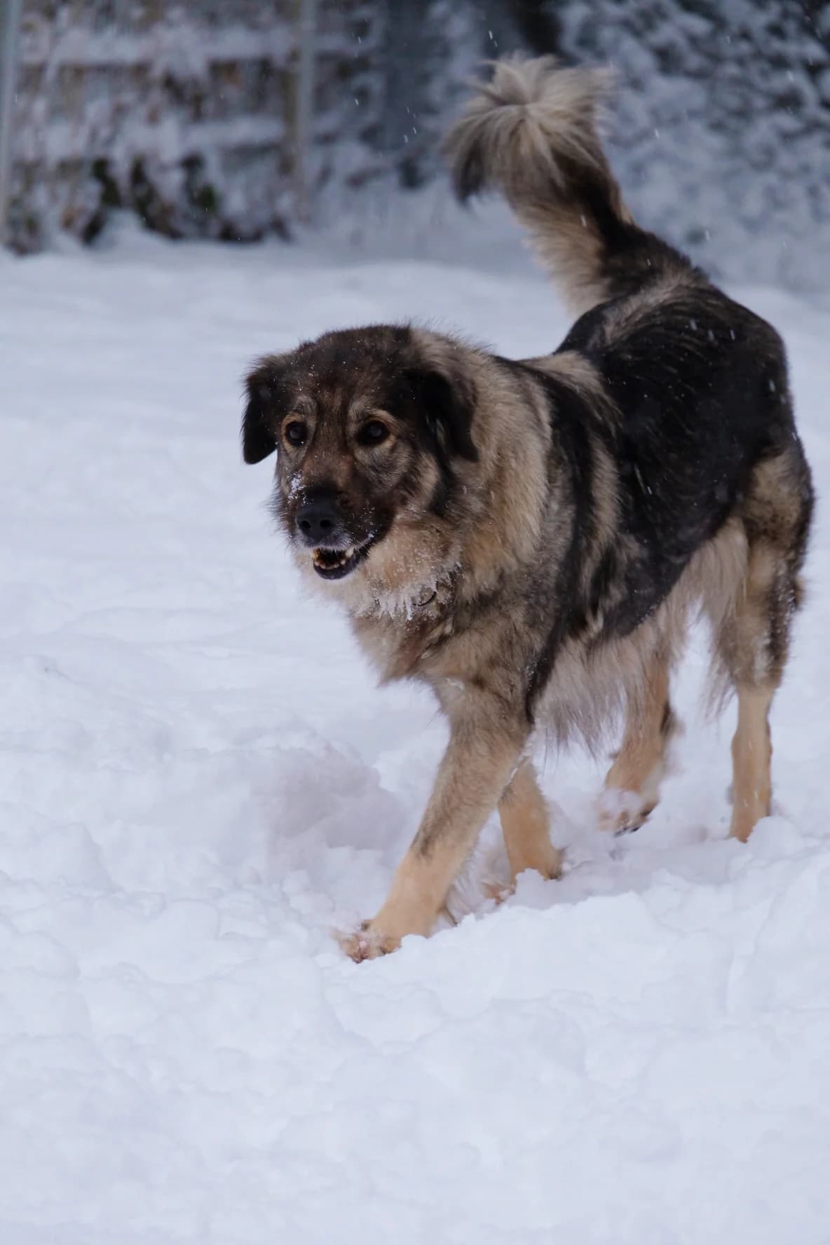Mimi, female senior Livestock Guardian Dog for adoption at Tierschutzverein für Tirol, Innsbruck