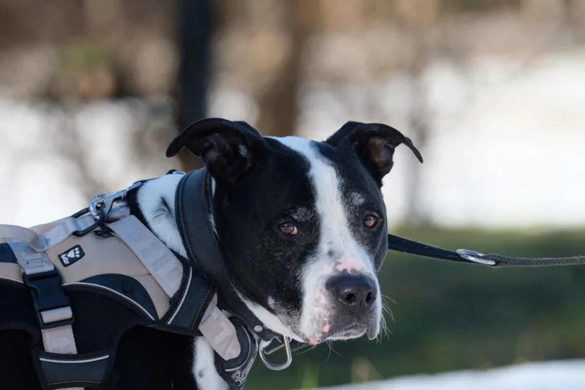 Aris,  Mixed Breed for adoption at Tierschutzverein für Tirol, Innsbruck