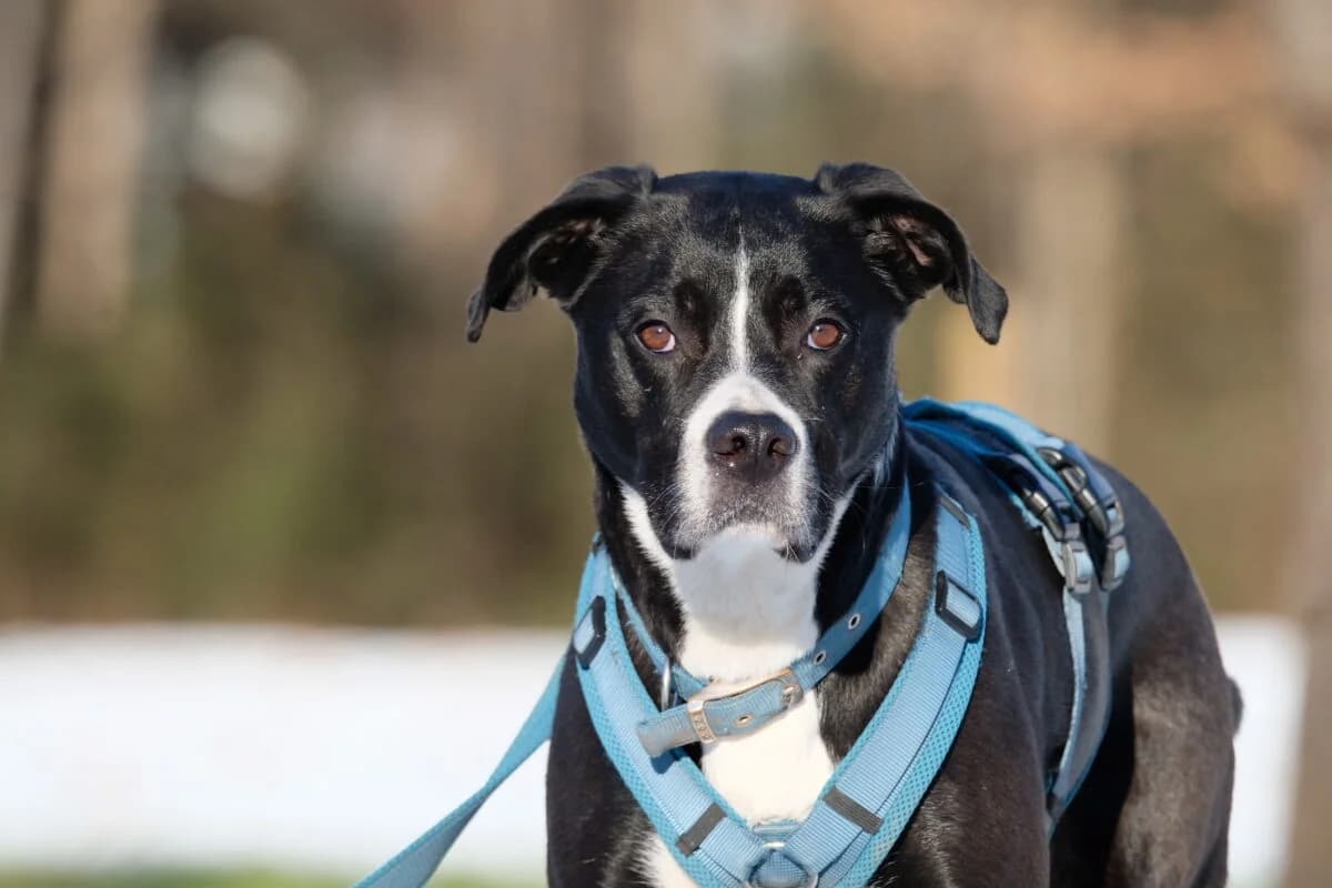 Charly,  Mixed Breed for adoption at Tierschutzverein für Tirol, Innsbruck