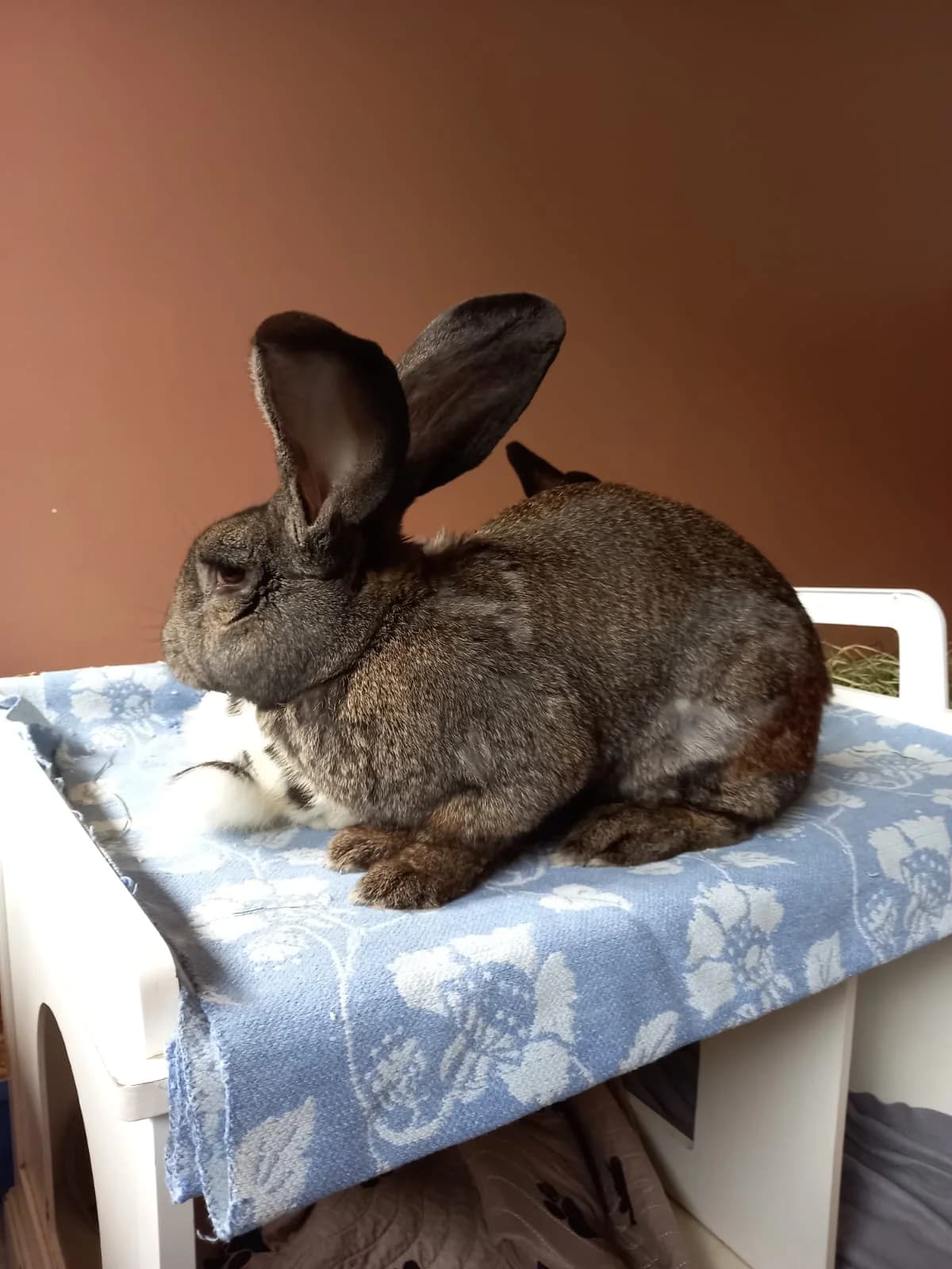 Klopfer,  Domestic Rabbit for adoption at Tierschutzverein für Tirol, Innsbruck