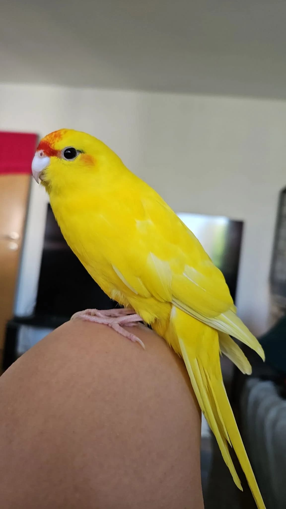 Ziegensittiche photo 2