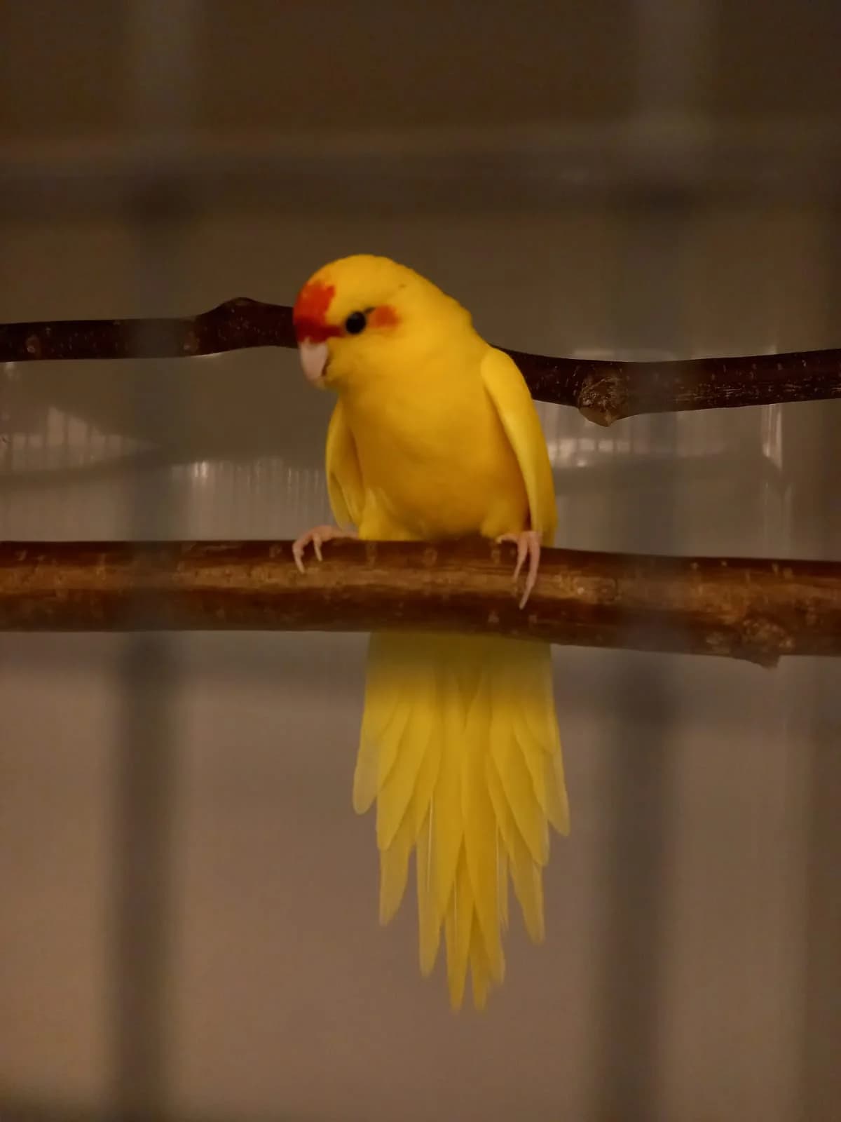 Ziegensittiche photo 4