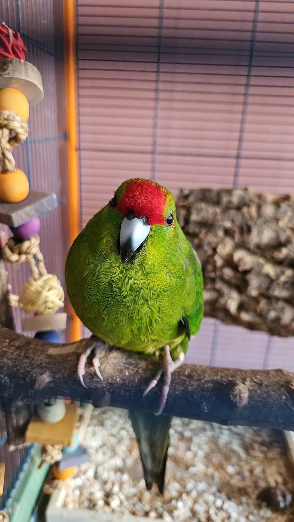 Ziegensittiche photo 5