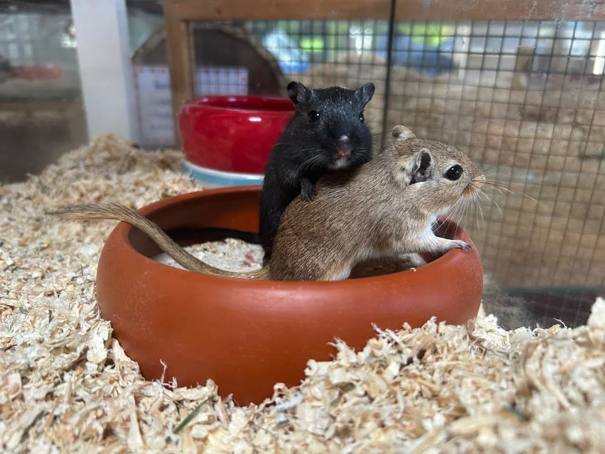 Rennmäuse,  Mixed Breed for adoption at Tierschutzverein für Tirol, Innsbruck