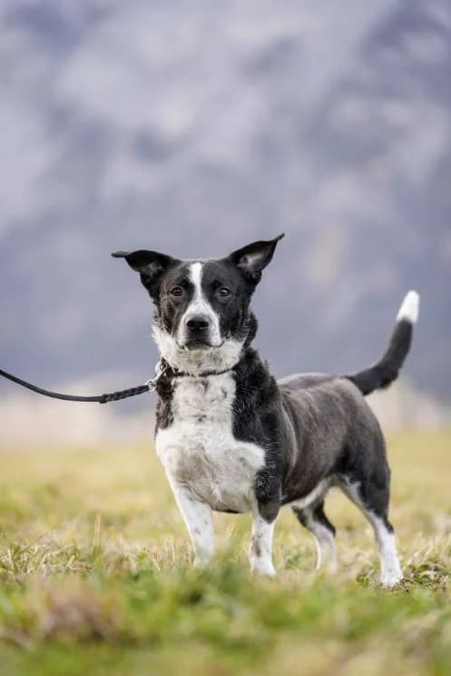 Taylor, male 6yo Mixed Breed for adoption at Tierschutzverein für Tirol, Innsbruck