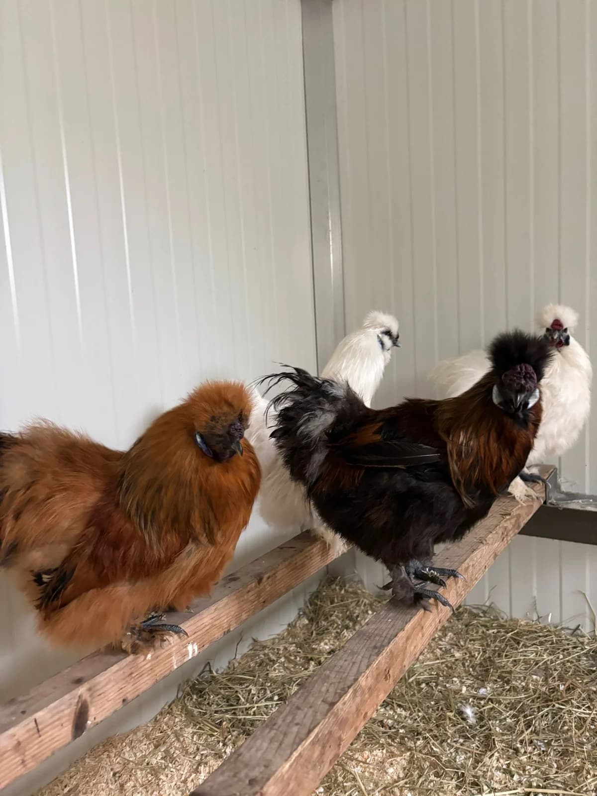 Seidenhühner,  Mixed Breed for adoption at Tierschutzverein für Tirol, Innsbruck