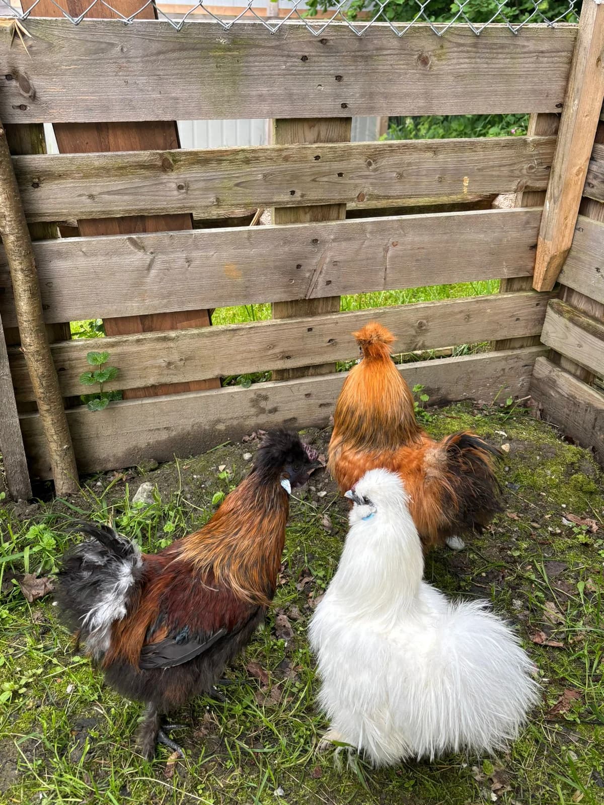 Seidenhühner photo 2