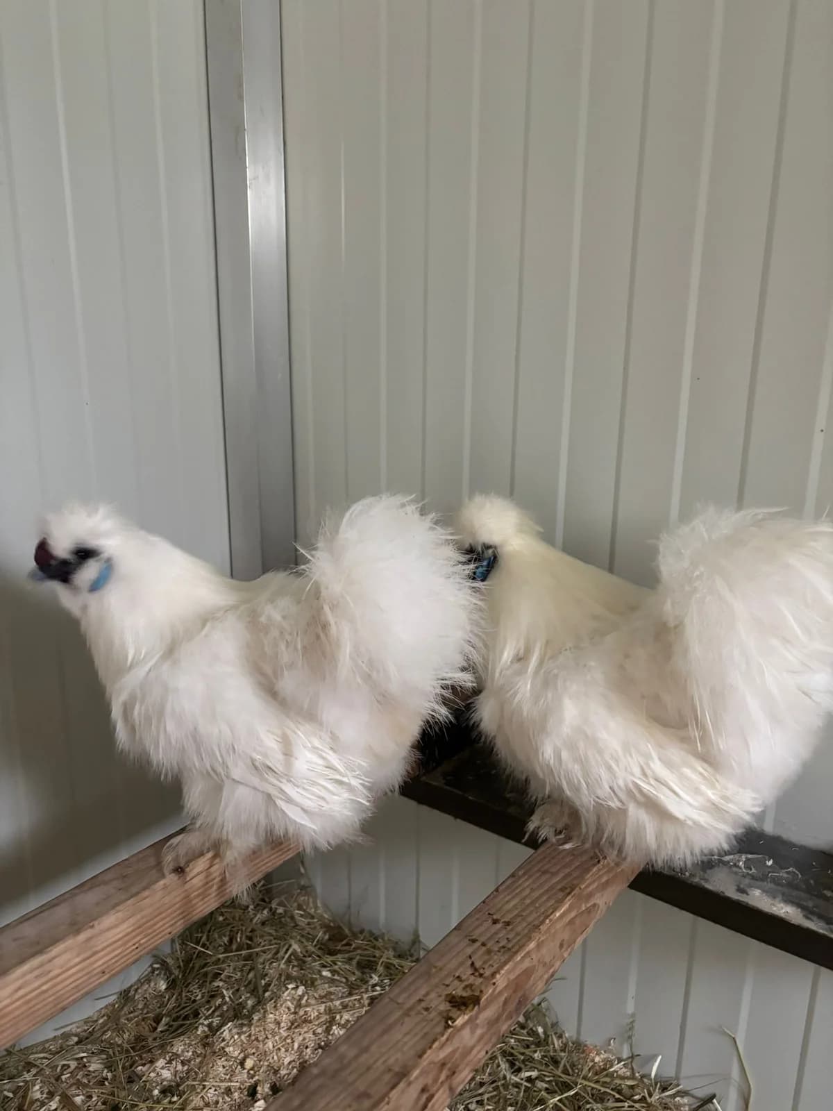 Seidenhühner photo 5